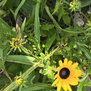 Maria, childless cat lady 🐈