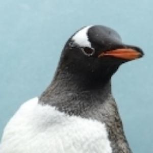 Random Penguin