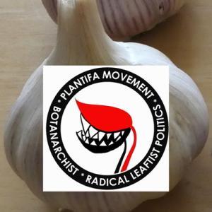 Gwenfar Dewines Planhigion