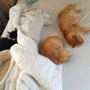 Alfred, Brice & Toulouse