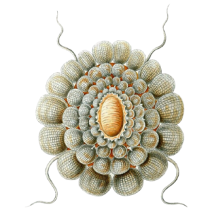 Flipping.rocks Admin