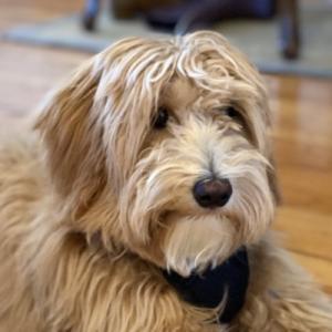 Robert “The Bobby Yaga” McNees