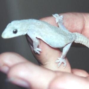 Idealistic Pragmatist