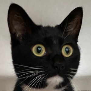 [Nowa the cat😼] has moved