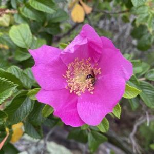 Nicole "Choano" King