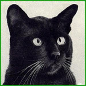 neurotic_fiend_friction 🐚