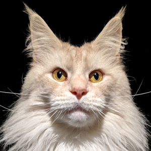 Andrew Hall 🇨🇦