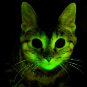 Gal Haimovich 😷🔬☣🏳️‍🌈🏳️‍⚧