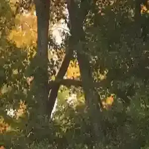 ⨇⋒ℾ╬ⅈℼ ℿ