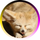 Fennec Fox Daily