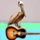 Pelican Dock Music