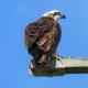 Sydney Birder