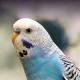 Special Parakeet