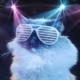 Disco Cat