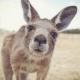 DaKangaroo