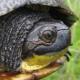 Blanding S Turtle