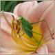 greenkatydid