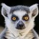 Epic Lemur