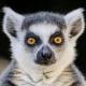 Epic Lemur