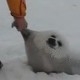 Huge Baikal Seal