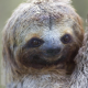 DefiantSloth