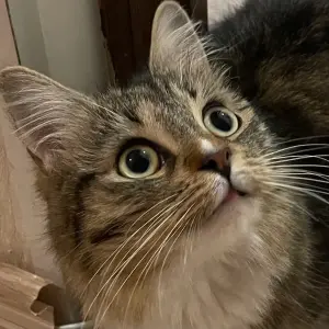 Nova :neocat_floof_cute: