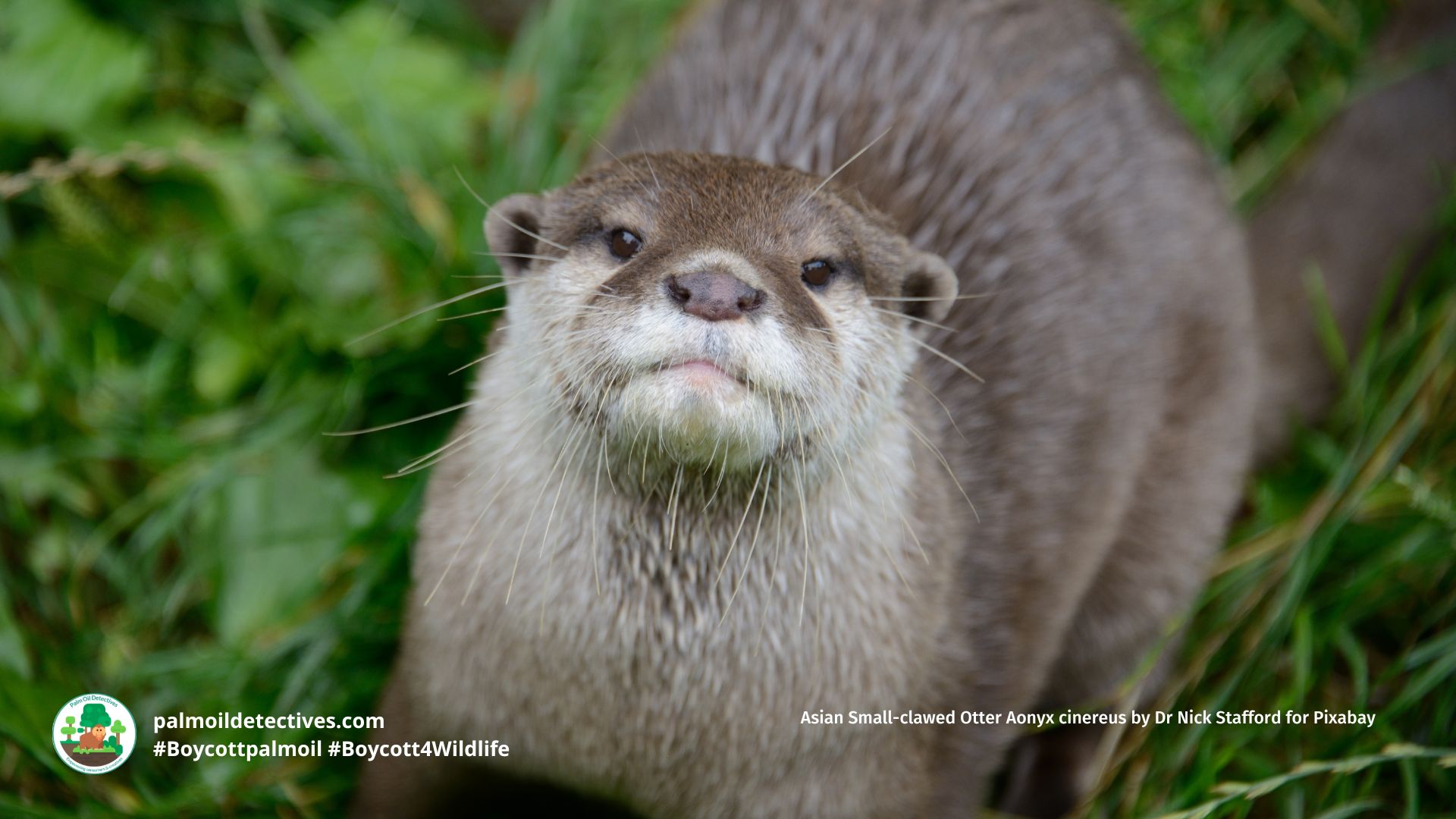 Asian Small-clawed Otter Aonyx cinereus by Dr Nick Stafford for Pixabay