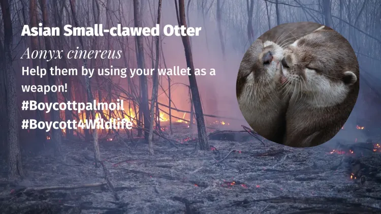 Asian Small-clawed Otter Aonyx cinereus boycott palm oil