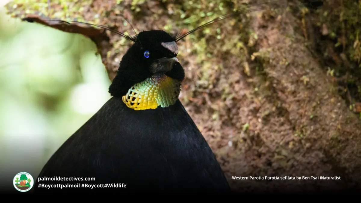 Western Parotia Parotia sefilata