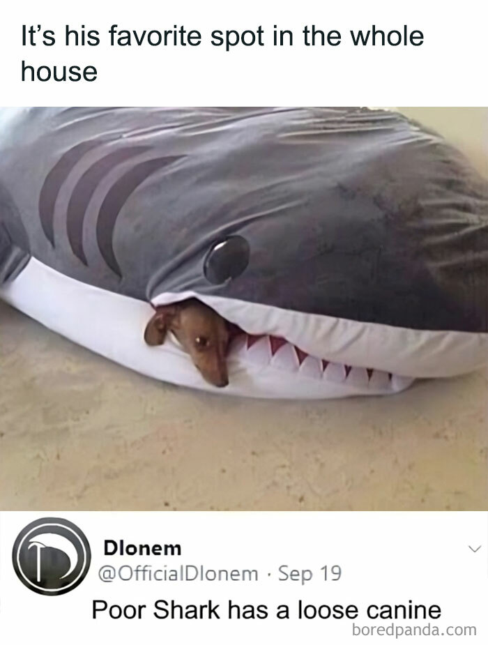 shark and dachshund