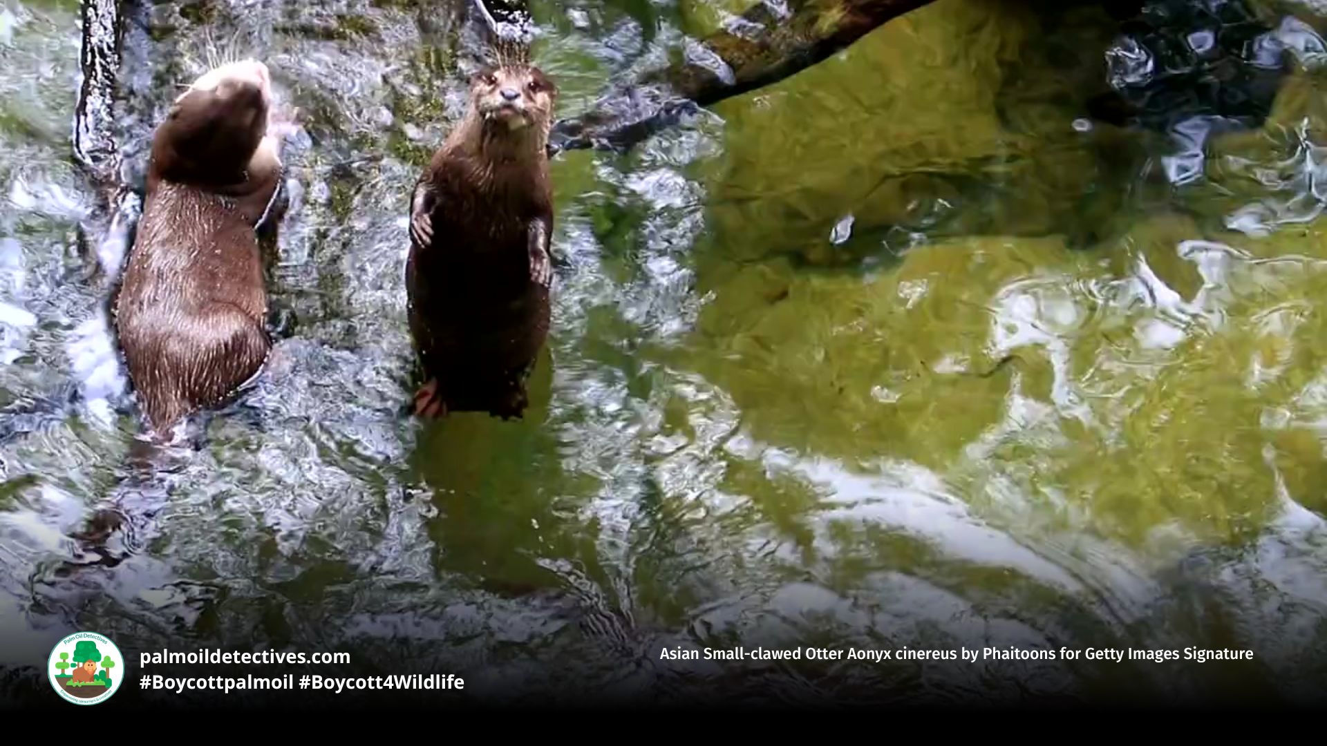 Asian Small-clawed Otter Aonyx cinereus by Phaitoons for Getty Images Signature