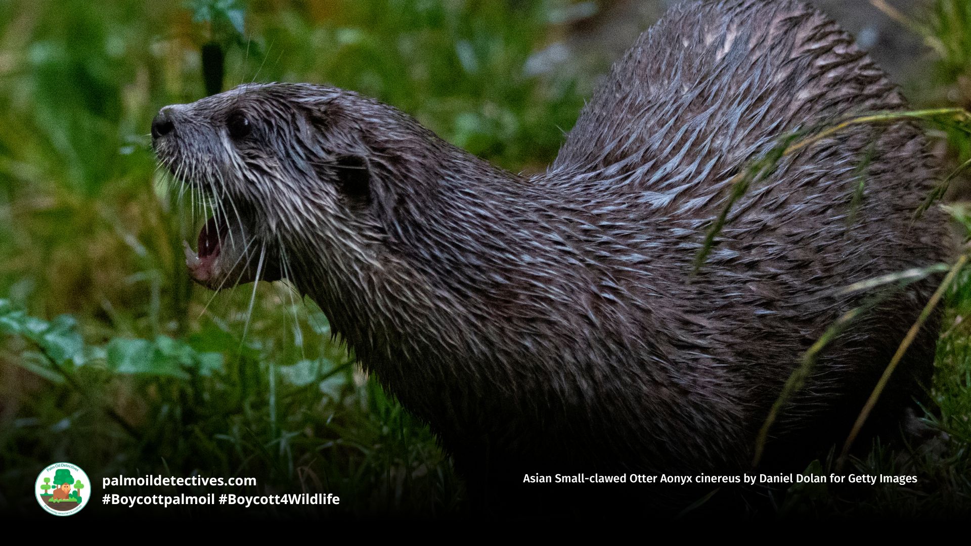 Asian Small-clawed Otter Aonyx cinereus by Daniel Dolan for Getty Images