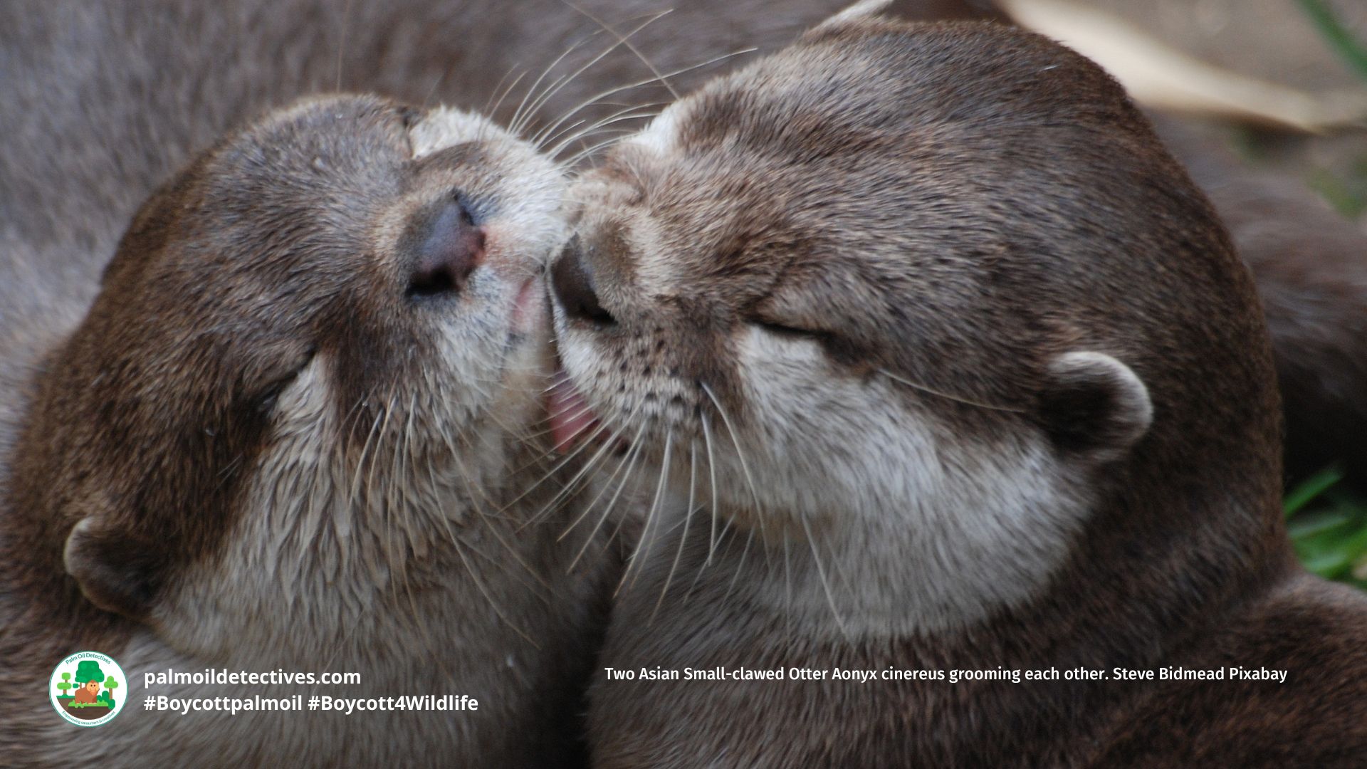 Two Asian Small-clawed Otter Aonyx cinereus grooming each other. Steve Bidmead Pixabay
