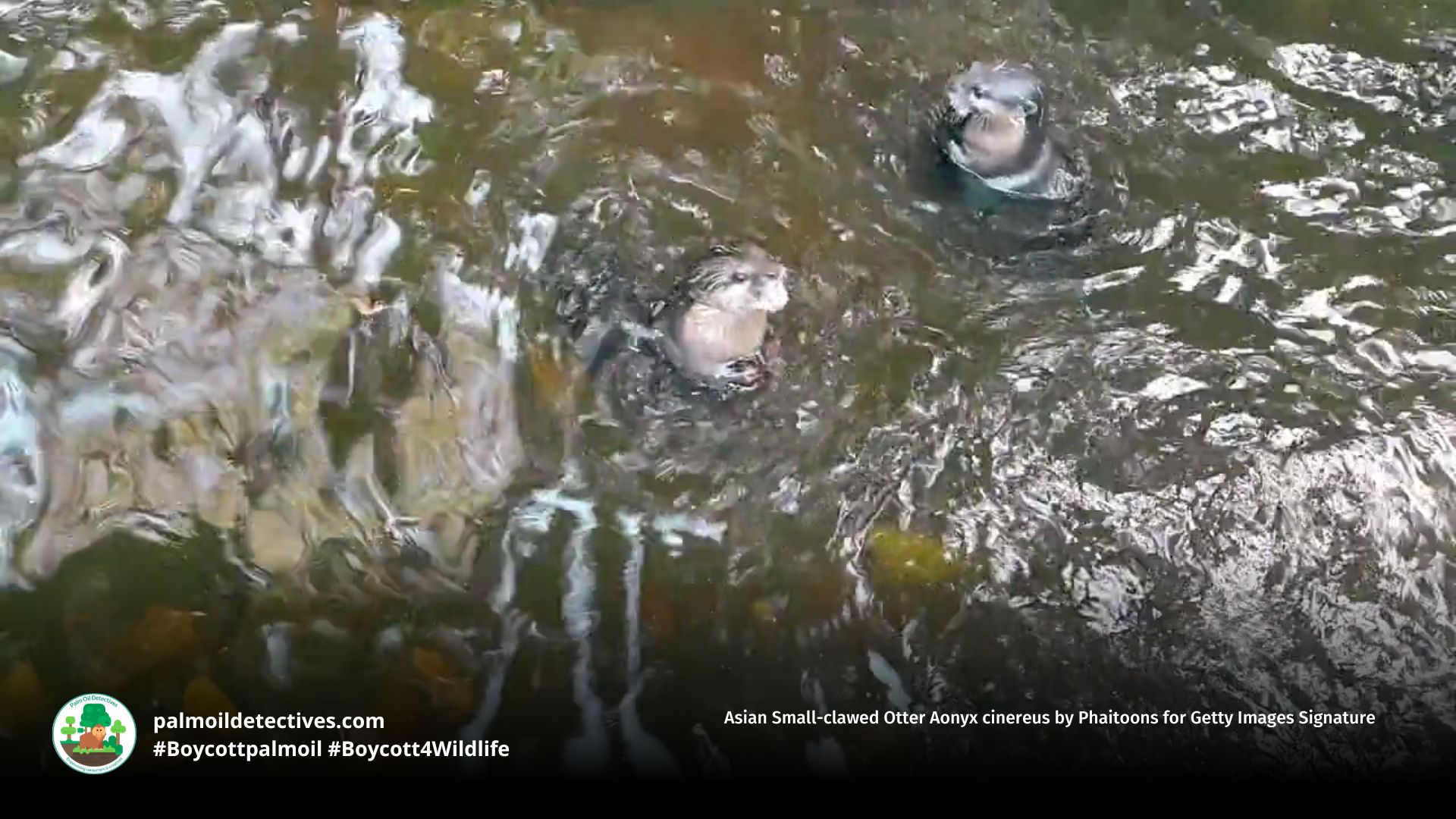 Asian Small-clawed Otter Aonyx cinereus by Phaitoons for Getty Images Signature
