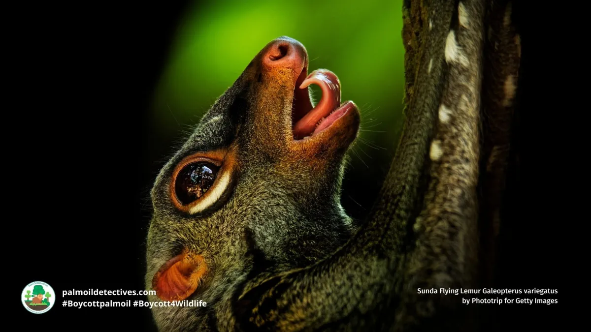 Sunda Flying Lemur Galeopterus variegatus