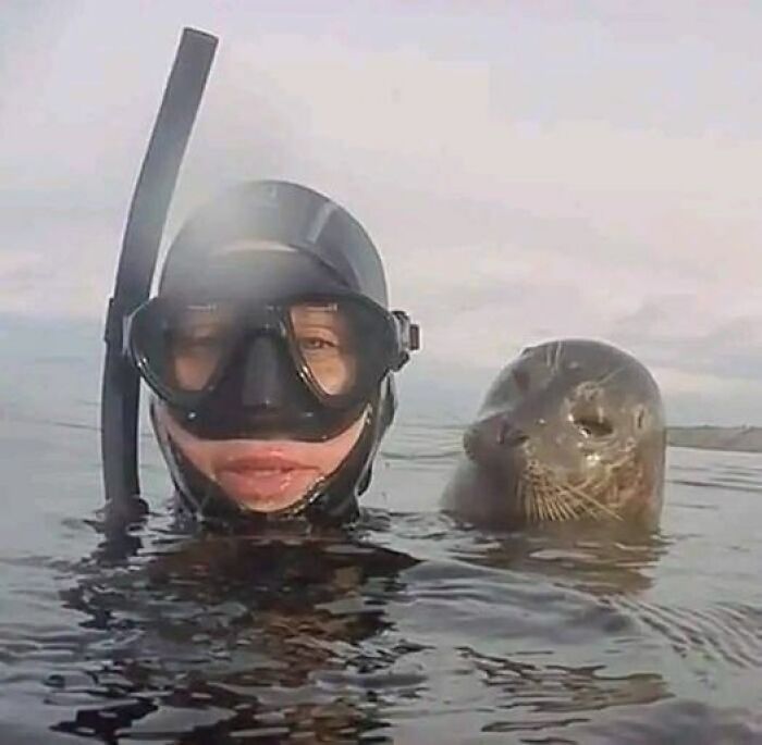 diver and seal