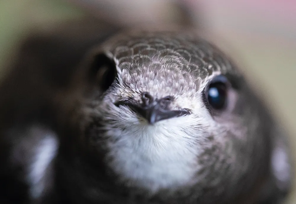 swift