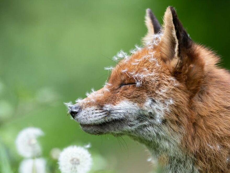 fox