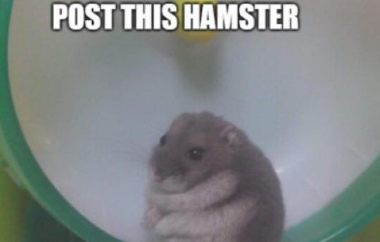 post this hamster