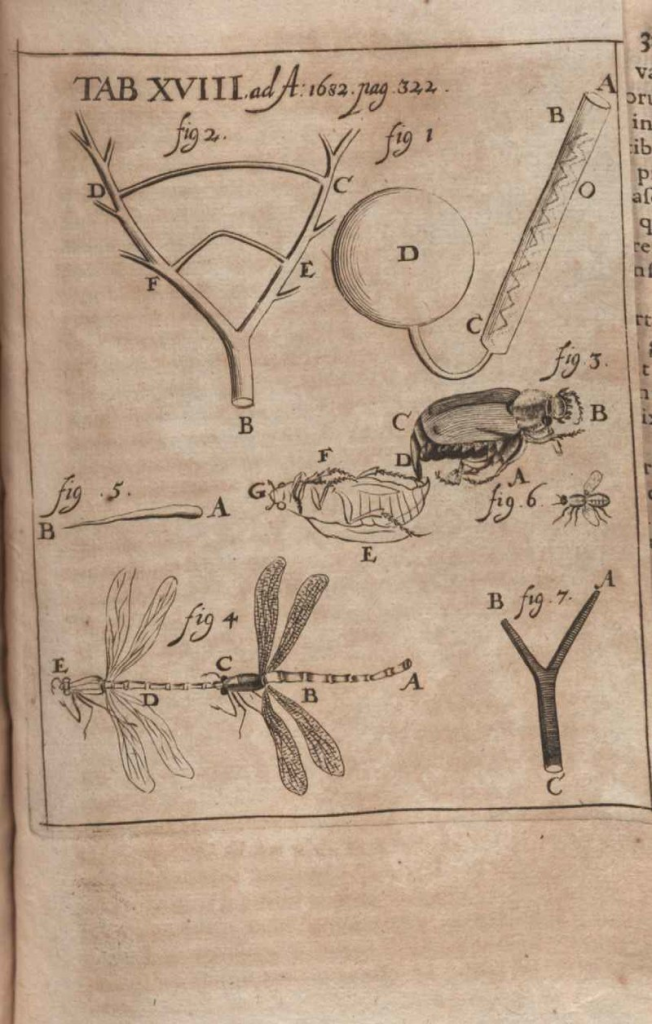 Illustration of critique of Observationes microscopicae Antonii Levvenhoeck... published in Acta Eruditorum, 1682.