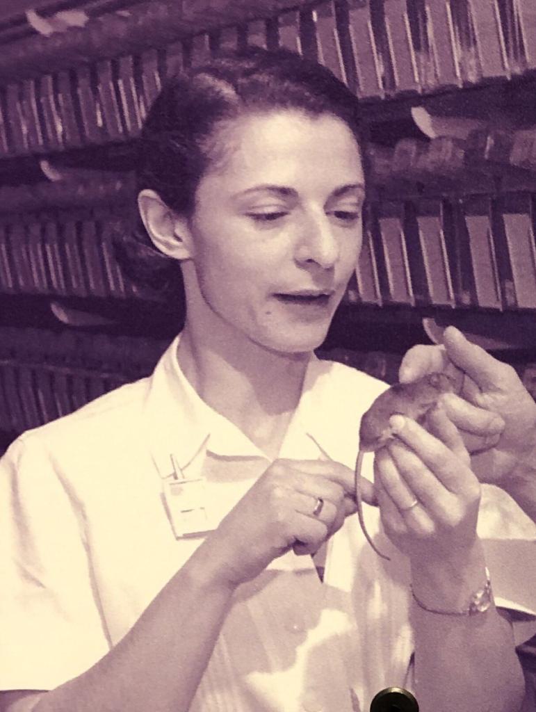 A young Liane Russell working with a mouse. She is in a lab, wearing a white shirt. Someone outside the frame of the picture is also touching the mouse. Image: Oak Ridge National Laboratory