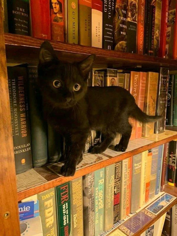 Tiny black kitty on book shelf