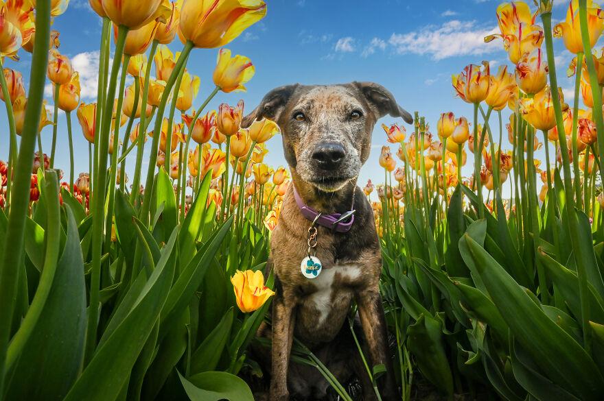 dog in flowers