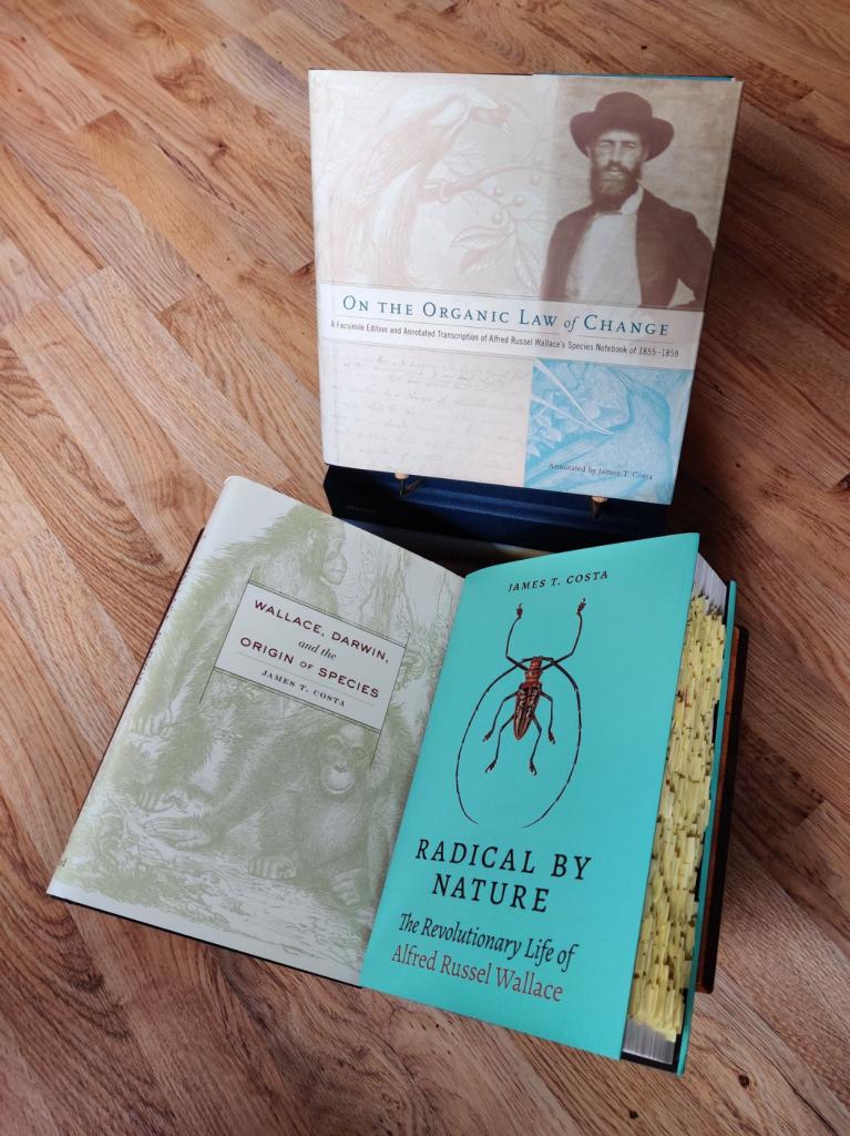 A photo of three books on Alfred Russel Wallace (On the Organic Law of Change; Wallace, Darwin, and the Origin of Species; and Radical by Nature) written by James T. Costa. The book are resting on assorted bookstands and Radical by Nature is full of yellow post-it notes.