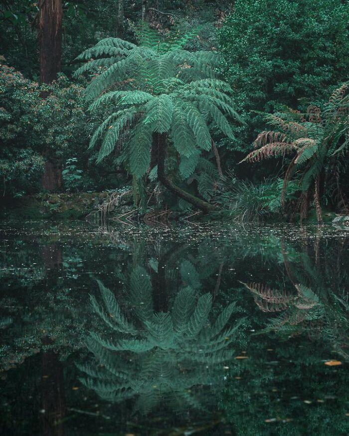 Dandenong ranges forest