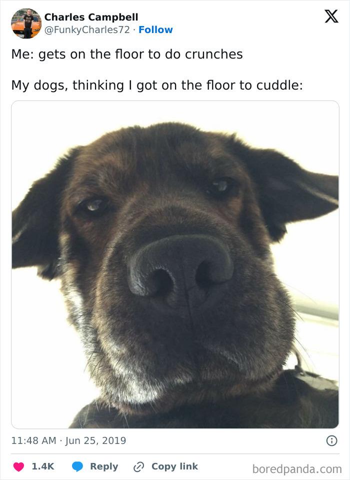 dog on floor
