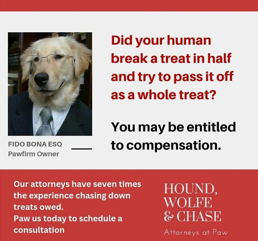 dog lawyers 1