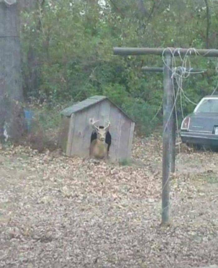 deer in dog house