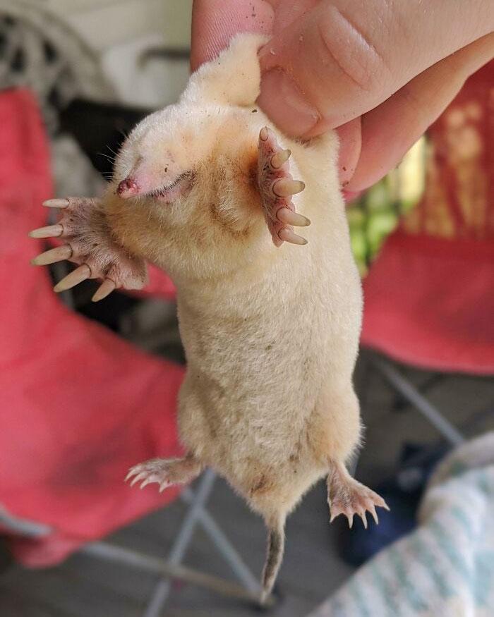 albino mole