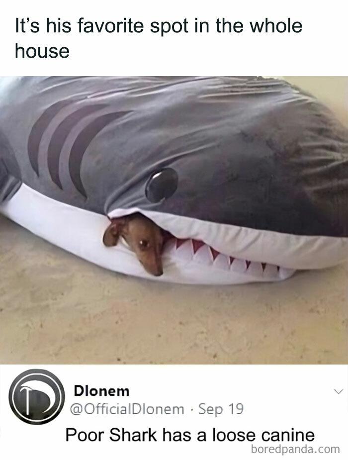 shark and dachshund